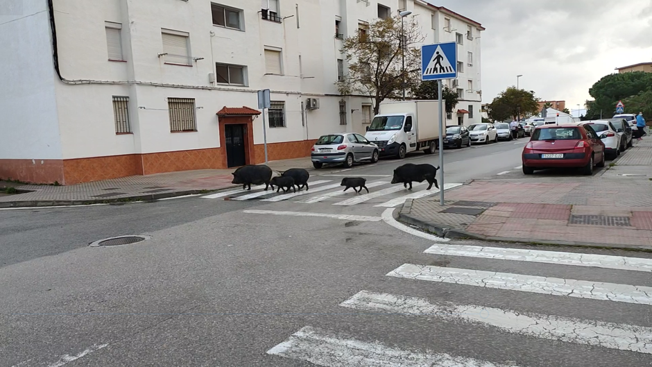 El curioso vídeo de una familia de cerdos vietnamitas paseando por Algeciras