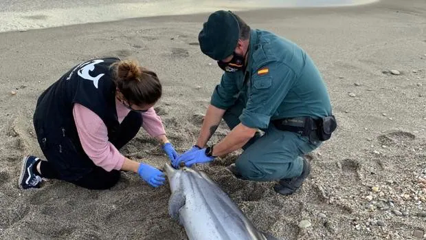 Un virus podría estar provocando una oleada de delfines muertos en Almería