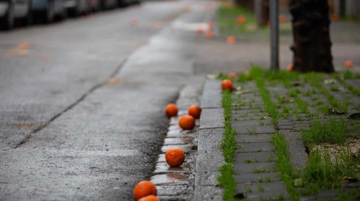 Naranjas en el suelo de una calle