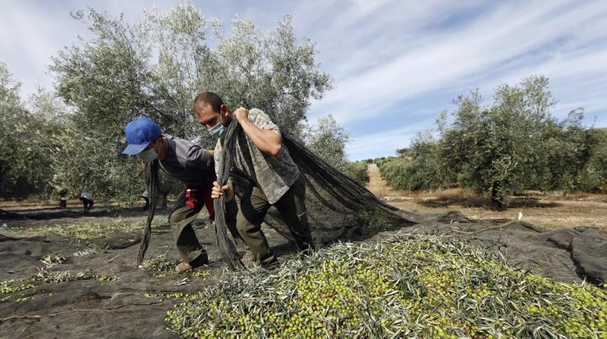 Recogida de la aceituna en un olivar de Montilla