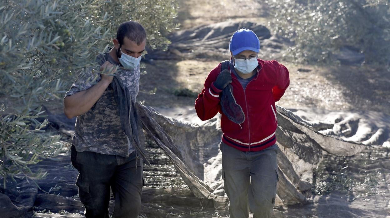 Dos jornaleros recogen aceituna en un olivar de Montilla, al inicio de la presente campaña