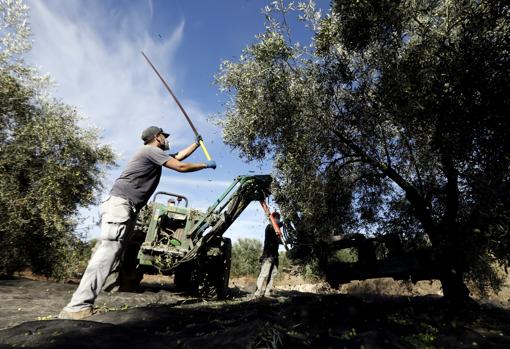 Un trabajador varea un olivo en una explotación agrícola de Montilla