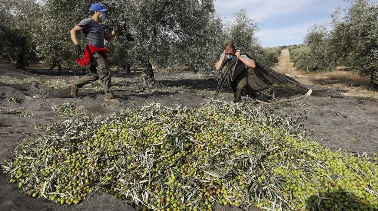 Dos trabajadores del campo, al inicio de la campaña, en un olivar de Montilla