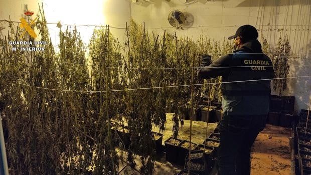 Desmantelan en un hotel de Posadas una plantación con más de 520 plantas de marihuana