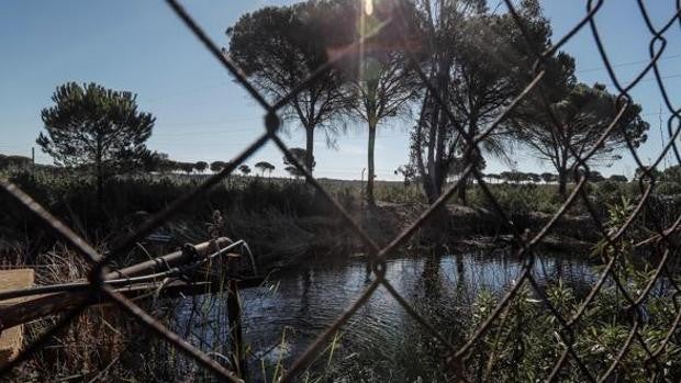 «Robo del agua» en Doñana: Agricultores se exculpan en el juicio y achacan la causa a «errores administrativos»