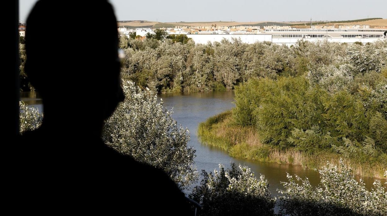 Un hombre observa desde un edificio de la Ribera la abundante maleza existente en el Guadalquivir