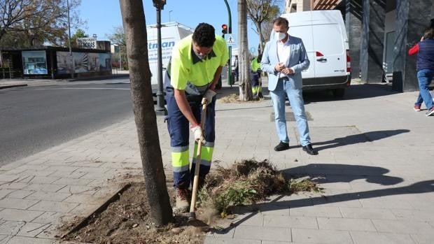 El Ayuntamiento de Córdoba limpiará de vegetación todos los alcorques de la ciudad en ocho semanas