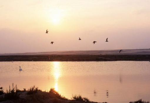 Atardecer en las salinas de Punta Entina-Sabinar.