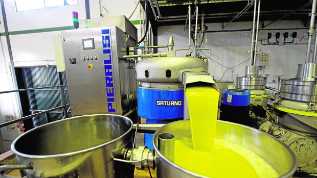 La campaña de aceituna en Córdoba acabará con más de 264.000 toneladas de aceite