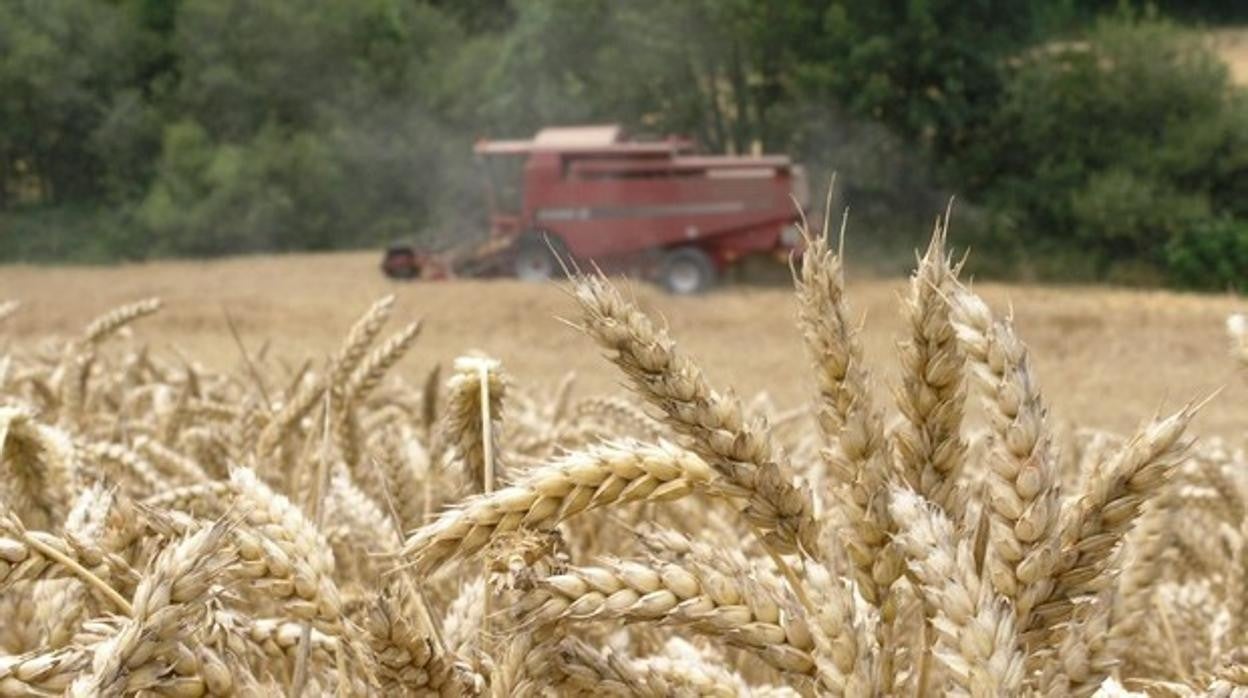 Una cosechadora recogiendo trigo