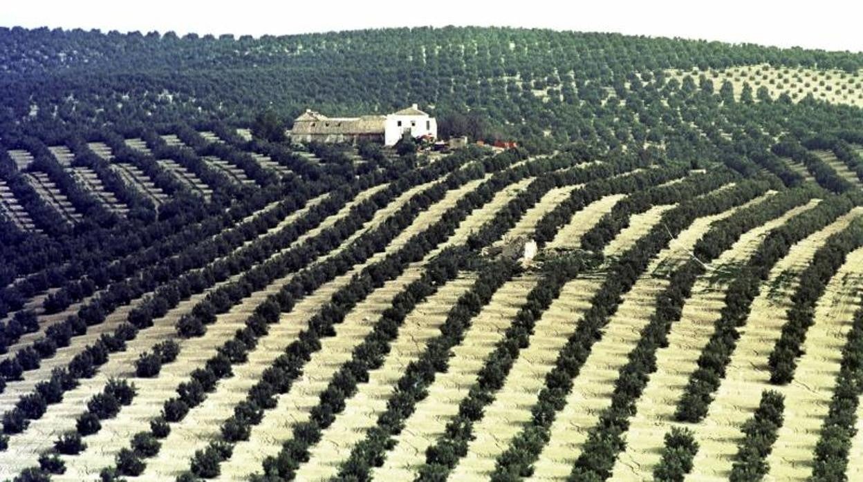 Tierra de olivos, un paisaje que aspira a ser protegido por la Unesco