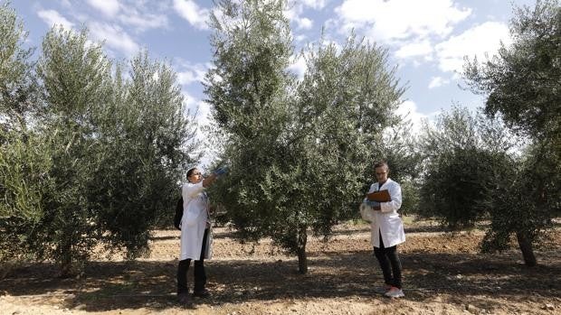 Los nuevos referentes del campo andaluz se cultivan en Córdoba: músculo y liderazgo investigador