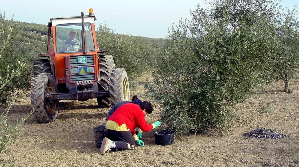 Trabajadoras del campo en una finca