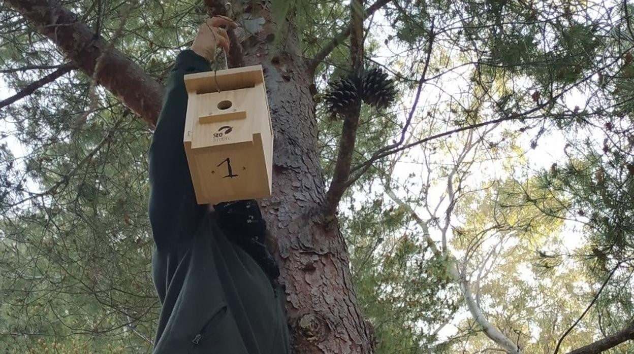 Una de las cajas nido colocadas en la finca de Doñana