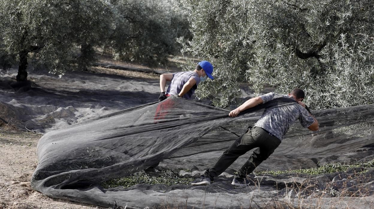 Dos jornaleros tiran de los fardos de aceitunas en plena recolección en una finca de Córdoba