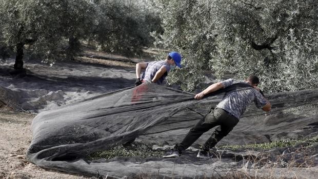 Cubiertas vegetales en el olivar de Córdoba: los almacenes subterráneos para el cambio climático