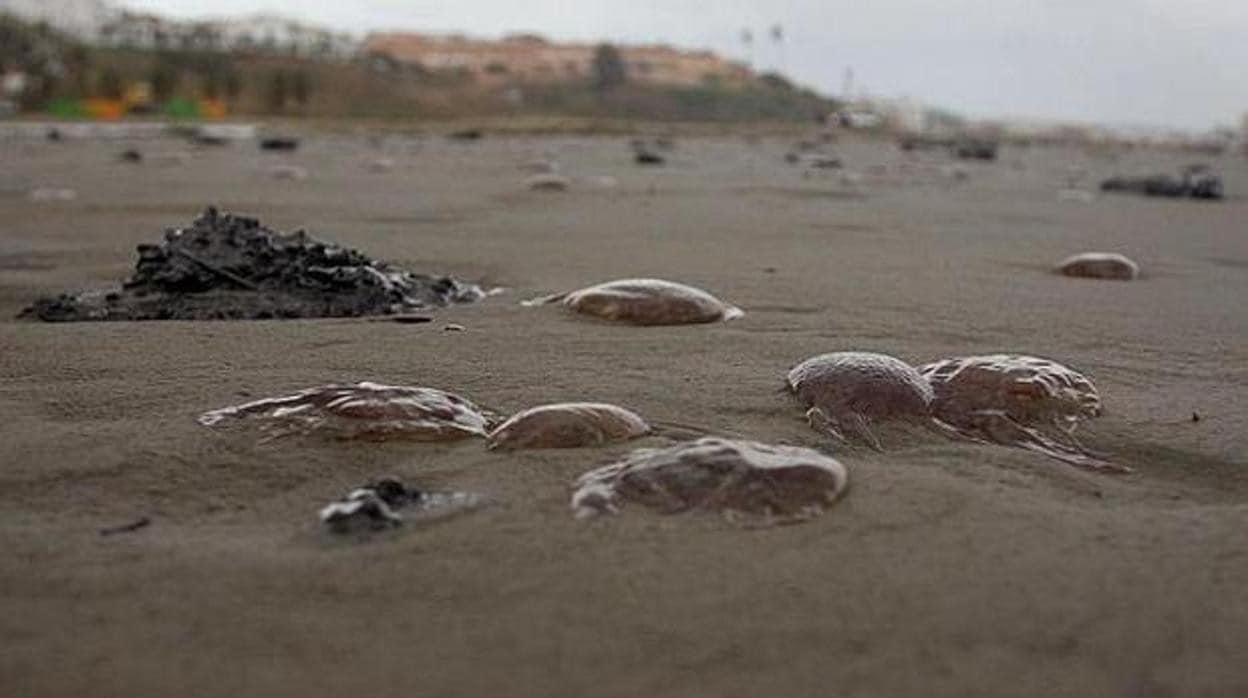 Medusas en una playa durante una plaga