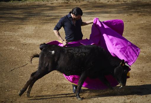 Finito en la finca de Montealto en Madrid en un tentadero la semana pasada