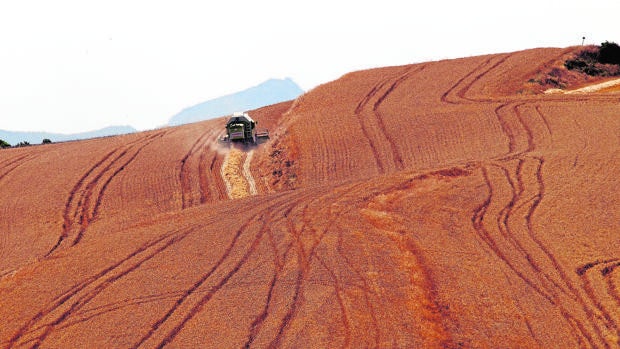 La campaña del cereal arranca en Córdoba con bajos rendimientos por la falta de lluvia