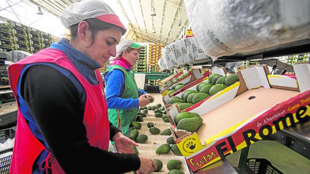 Molturar aceite de aguacate, la nueva oportunidad para las almazaras de Córdoba