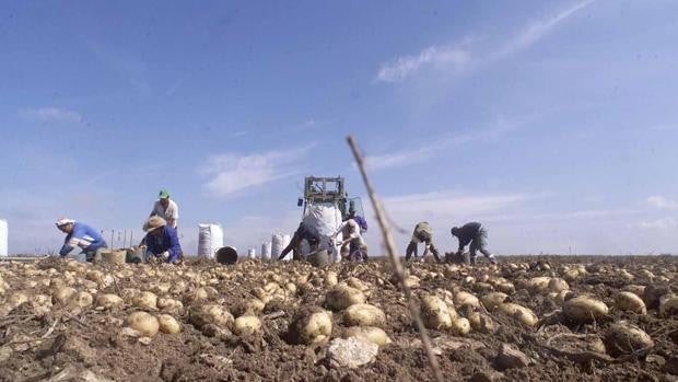 La superficie dedicada en Córdoba al cultivo de patata pierde una quinta parte en veinte años