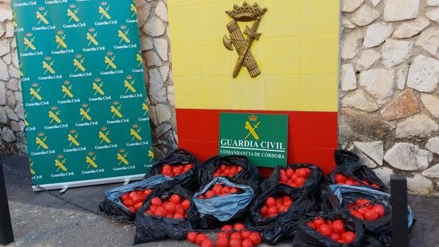 Detenido un joven de 20 años cuando transportaba 157 kilos de hachis en bolsas de basura