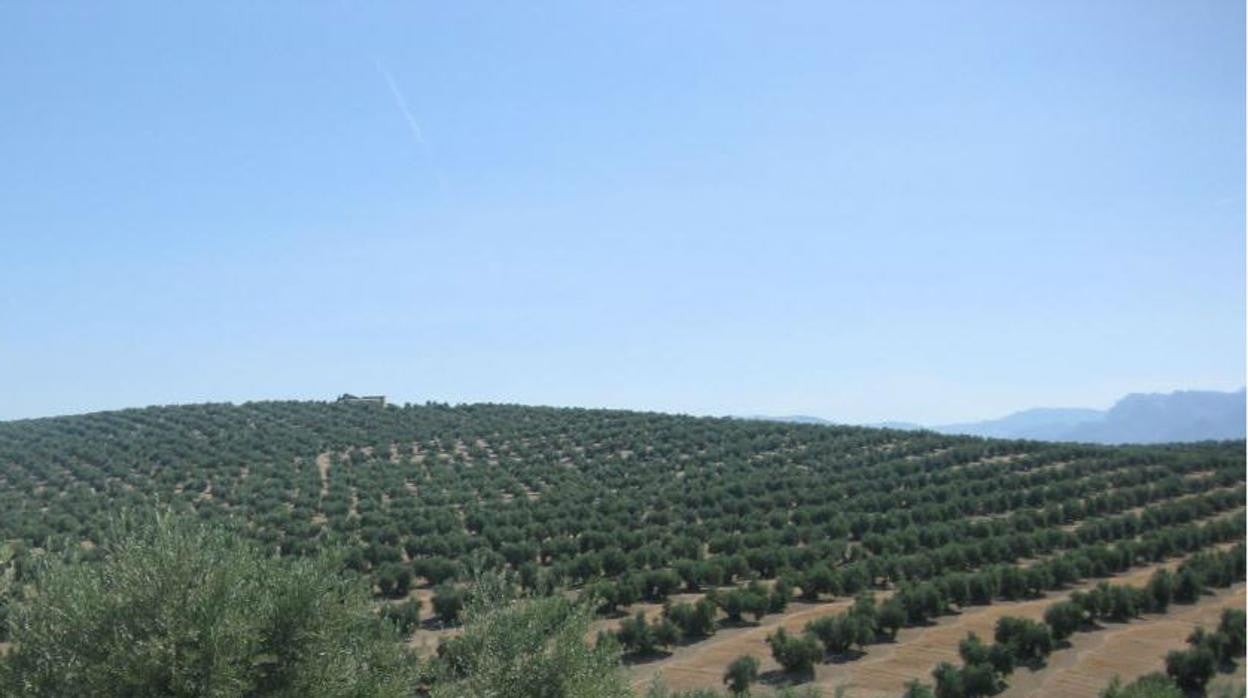 El sector de la agricultura ha registrado un incremento del empleo en Jaén