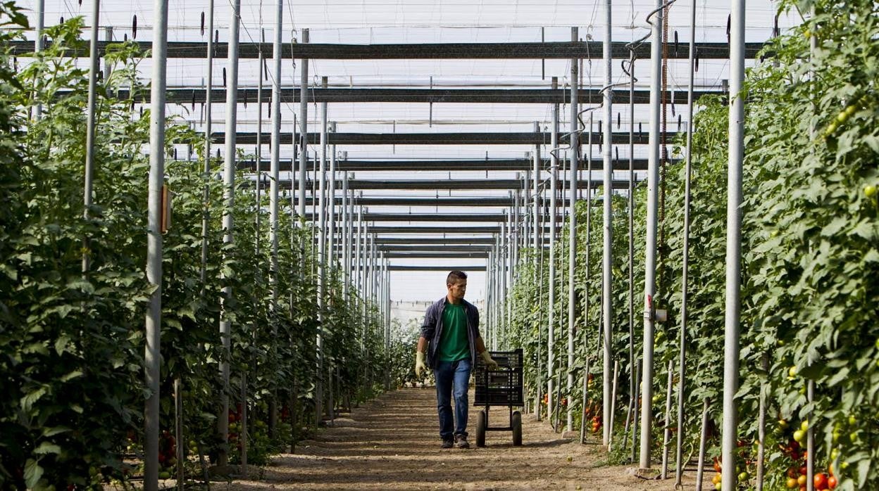 Un agricultor recolecta tomate en un invernadero de la provincia de Almería