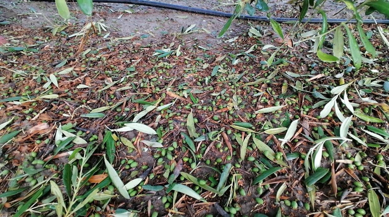 Daño provocado por la granizada en un olivar de Córdoba