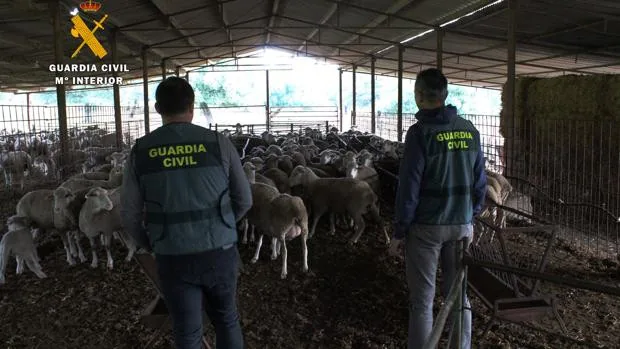 La Guardia Civil arresta a cuatro ganaderos de Los Pedroches por estafa en la compraventa de ovejas