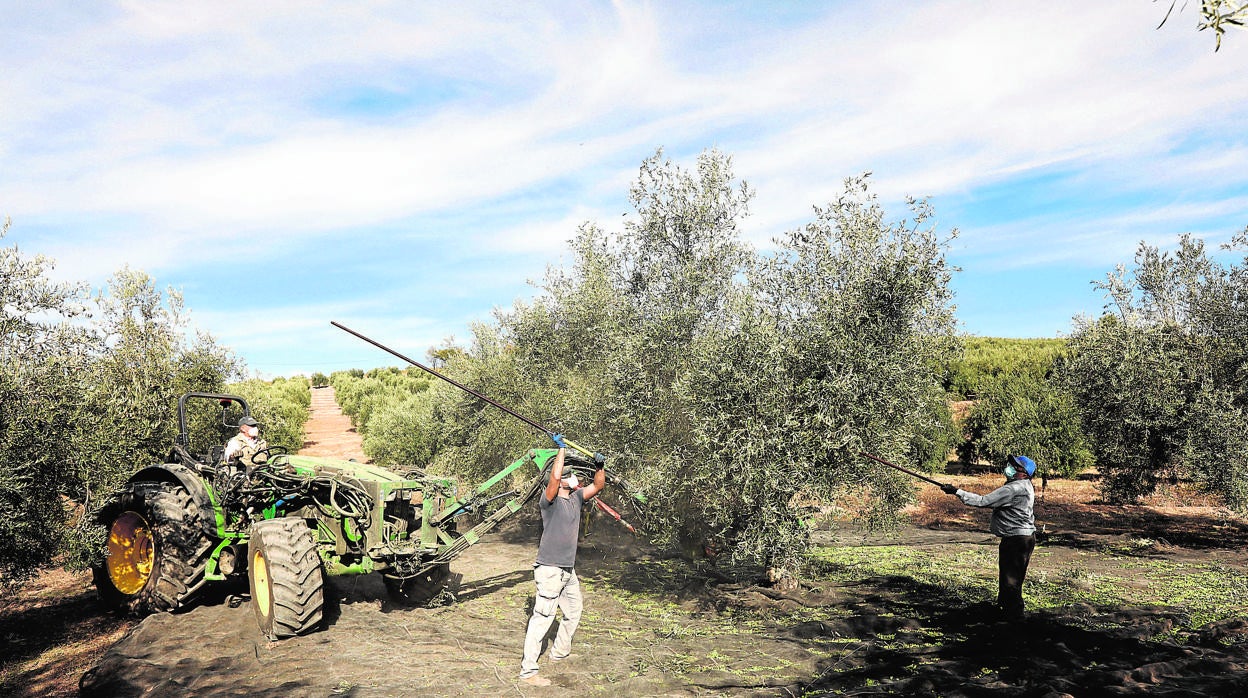 Recogida de aceituna en un olivar de Montilla durante la última campaña