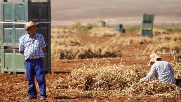 La campaña del ajo en Córdoba, con un 15% más de cosecha y de gran calidad