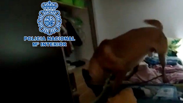 Denuncian un brote de diarreas en una decena de perros de la Policía Nacional de Málaga