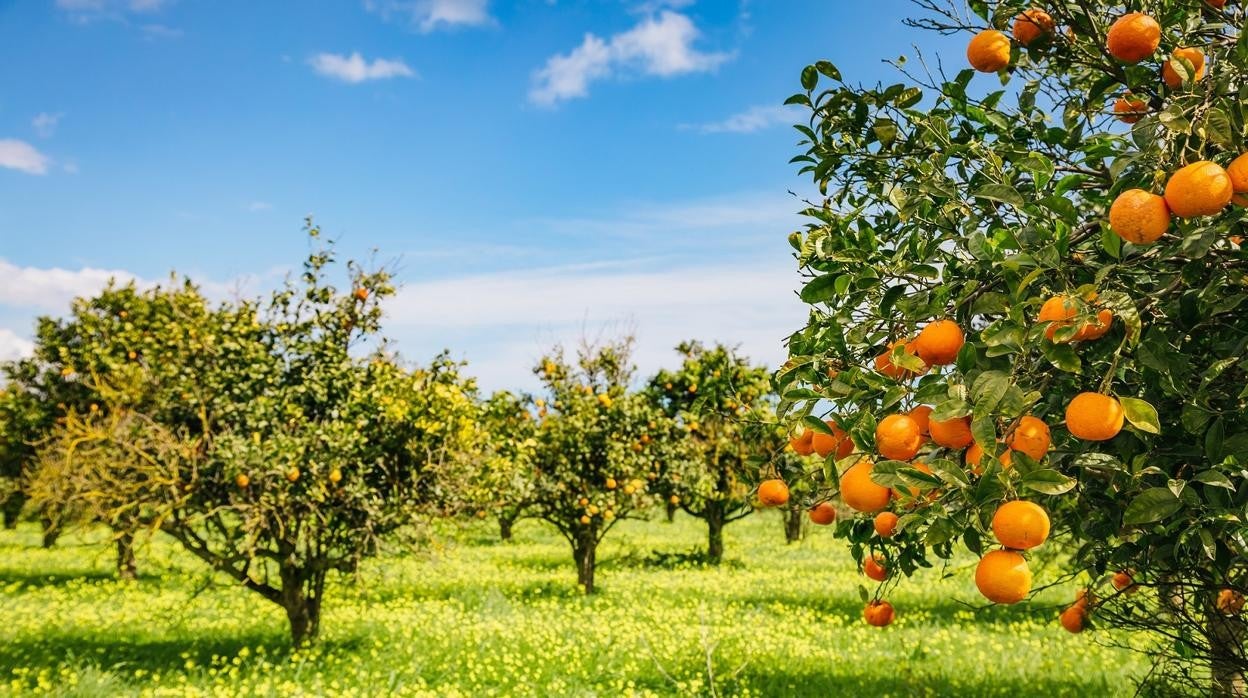 Córdoba, tercera provincia andaluza en el cultivo de cítricos al concentrar casi el 15% de la producción