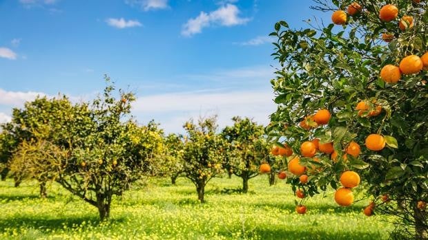 Córdoba, tercera provincia andaluza en el cultivo de cítricos al concentrar casi el 15% de la producción