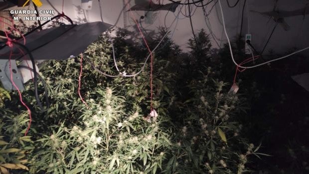 Más de 65 plantas de marihuana de 1,5 metros: lo que encontró la Guardia Civil en una casa de Fernán Núñez