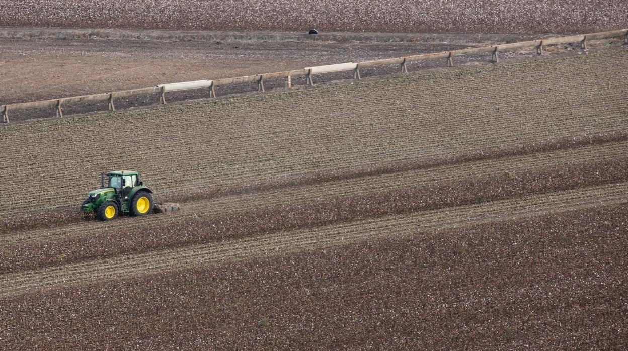 Un tractor, en sus labores en un campo sembrado de quinoa