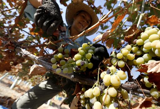 Montilla-Moriles | La próxima vendimia apunta a una nueva bajada de la cosecha de uva