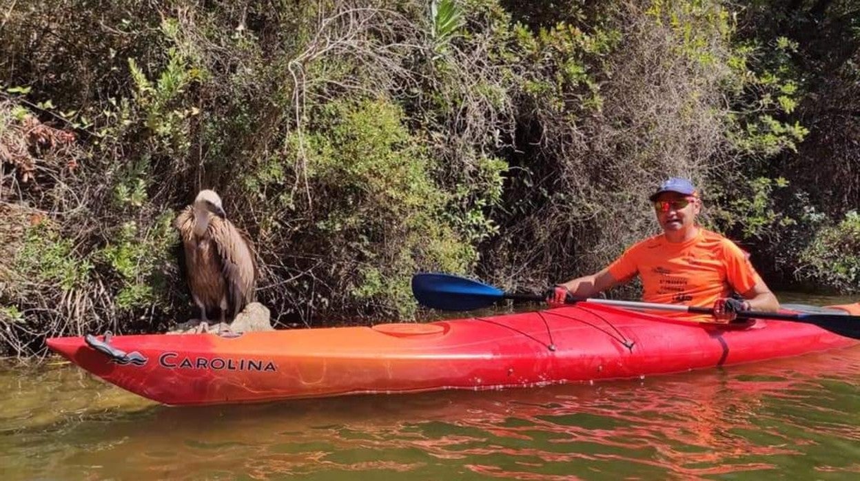 Rescatan a un buitre leonado que llevaba varios días en el pantano del Bembézar en Hornachuelos