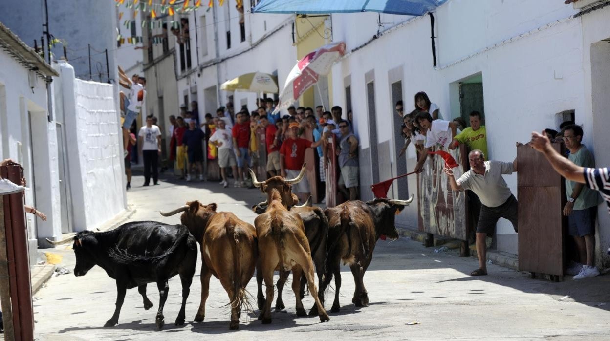 Las vaquillas en un encierro de las fiestas en El Visco (Córdoba) antes de la pandemia del coronavirus