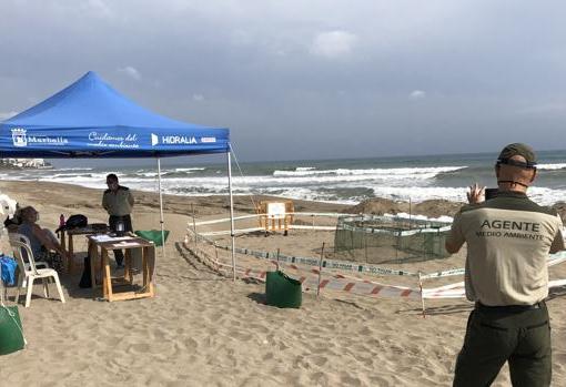 Voluntrios y técnicos de la Junta protegiendo el nido en Marbella