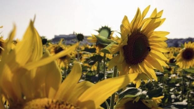 La falta de lluvias impacta en la campaña del girasol en las explotaciones de Córdoba