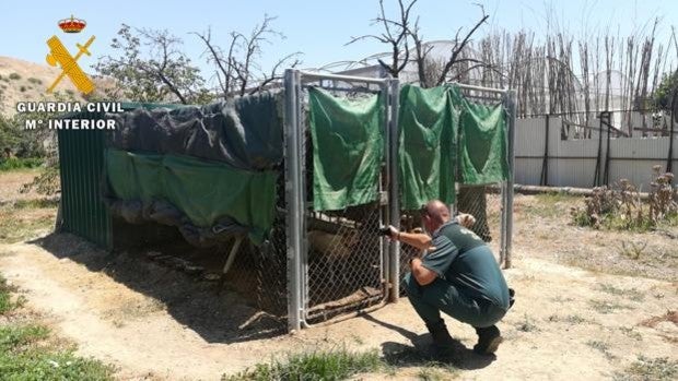 Investigan a un hombre de Puente Genil por matar al perro de un vecino de un disparo con carabina