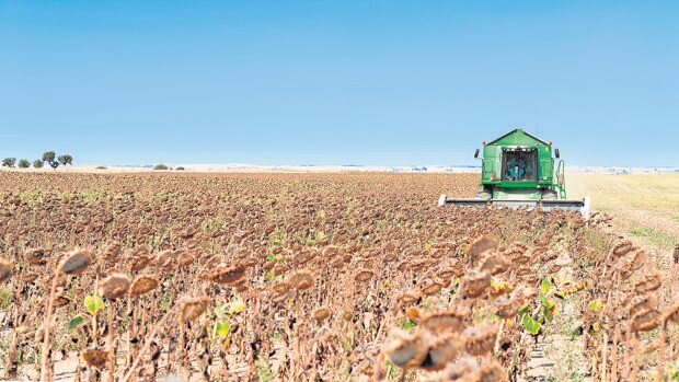 Los bajos rendimiento del girasol empañan los precios de la cosecha de  Córdoba