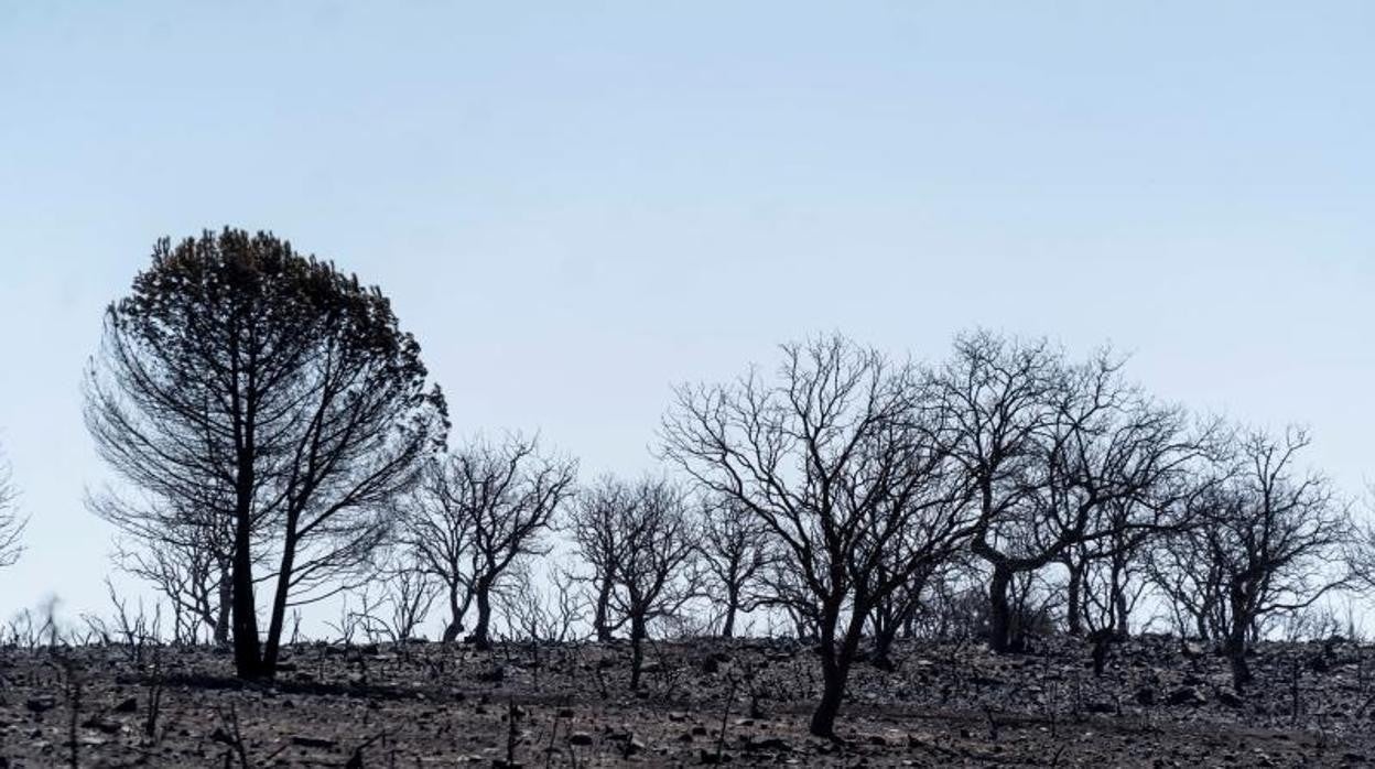 Estado en el que quedó Alcaracejos tras el incendio