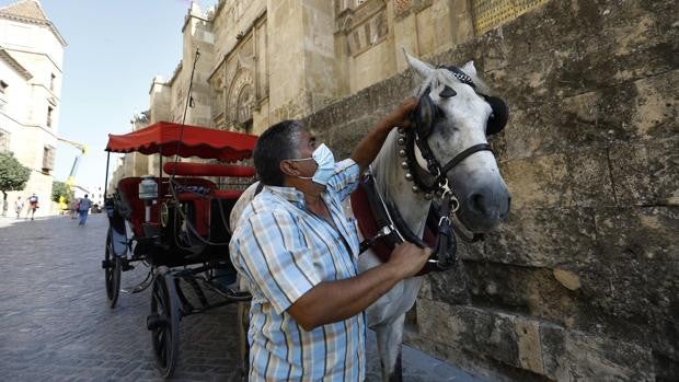 Los cocheros de Córdoba, contra las calesas eléctricas: «Cuidamos al caballo; si no come, nosotros tampoco»