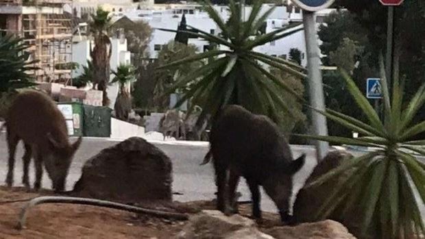 Una familia de jabalíes, de cena en la Milla de Oro de Marbella