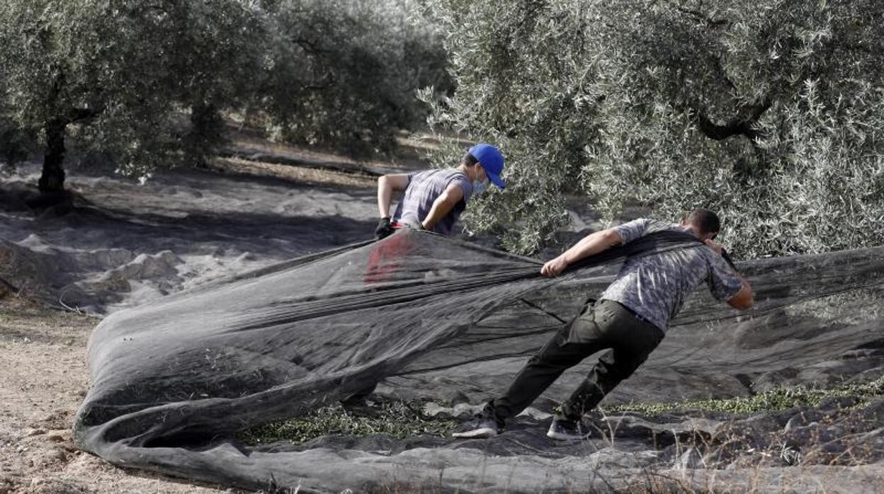 Recogida de aceituna en un olivar de Montilla en la campaña pasada