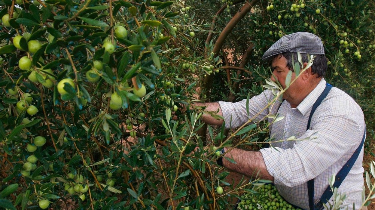 Un jornalero recolecta aceituna verde de mesa