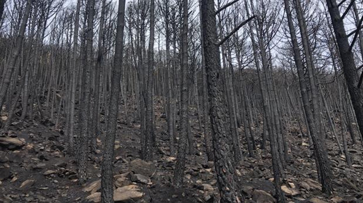 Bosque quemado en Genaguacil